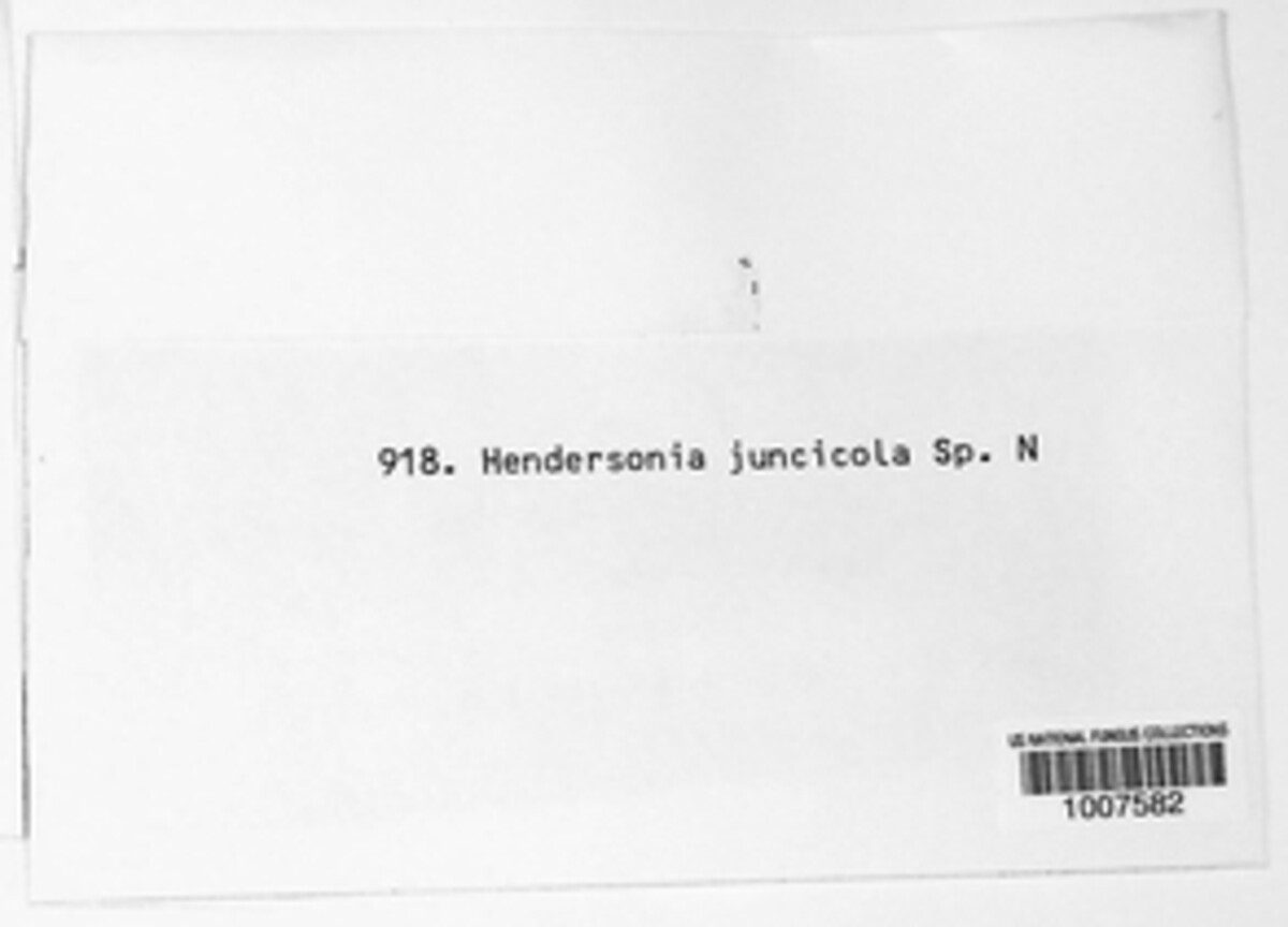 Hendersonia juncicola image
